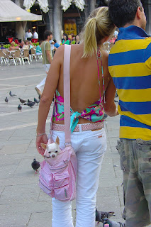 dog in purse
