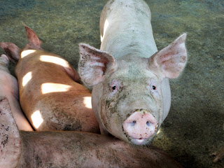 PESTE SUÍNA DESTRÓI CRIAÇÕES INTEIRAS EM FORQUILHA