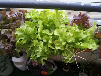 Les salades ont magnifiquement bien grandis dans leur bac. Elles sont même trop à l'étroit! Les ceuillir les aidera à se sentir à l'aise!