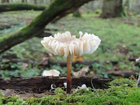 Puszcza Niepołomicka, rezerwat Lipówka, grzyby 2016, grzyby w październiku, grzyby nadrzewne, grzybówki, Mycena, czernidłaki, Coprinus, ziarnówka