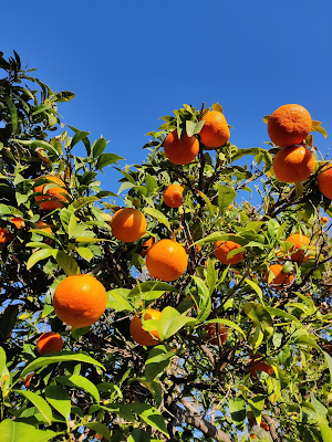 oranges amères arbre