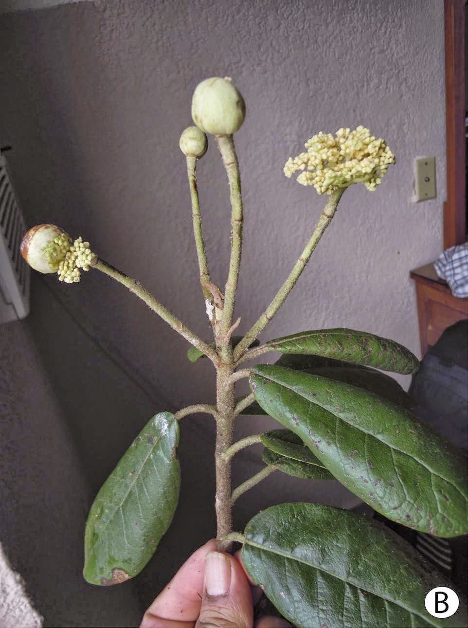 http://sciencythoughts.blogspot.co.uk/2014/03/a-new-species-of-hydrangea-from-mexico.html