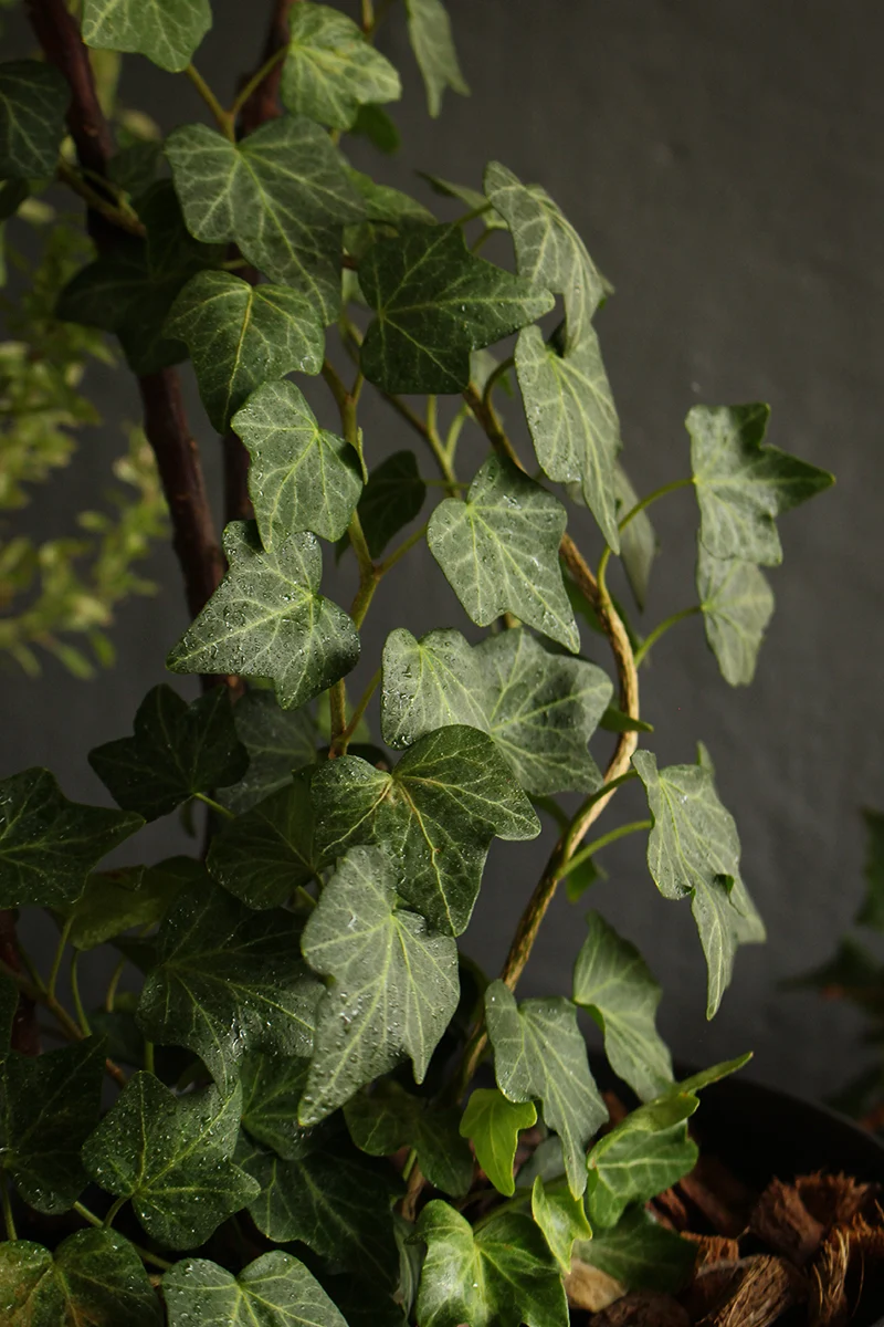 close-up of an english ivy in a pot