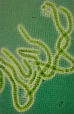 Cianobacterias