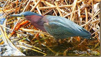 Green Cay_175