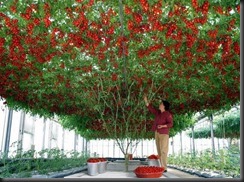 giant-tomatoes-tree
