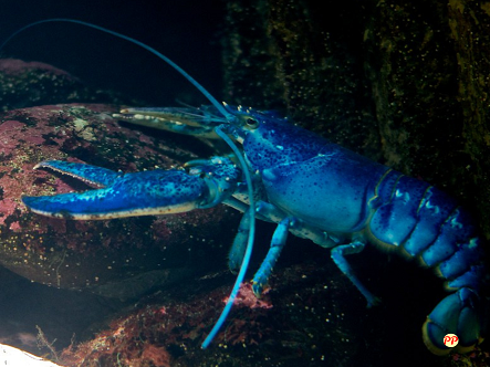 Harga Lobster Biru Air Tawar per Ekor dan Cara Memeliharanya