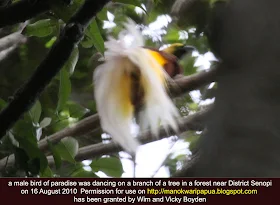This male paradise bird was seen in Tambrauw mountains of Indonesia