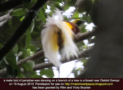 This male paradise bird was seen in Tambrauw mountains of Indonesia