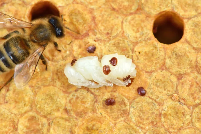 varroa