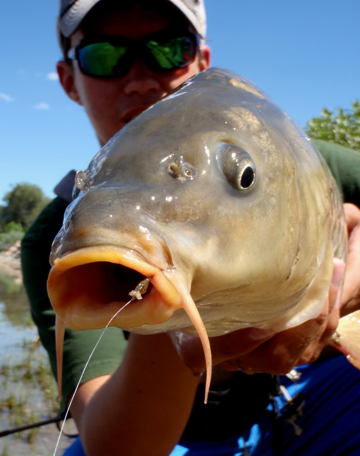 Colorado Fly Fishing Reports: The Chironomid Solution