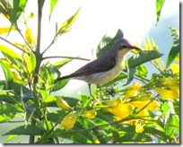 044 Ashy Prinia ( Rakhodi Fudki )