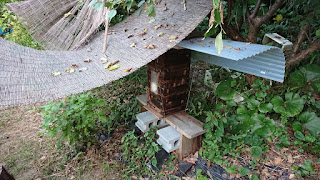 自宅の畑にミツバチが