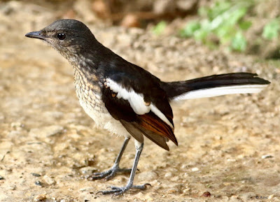 Oriental Magpie-Robin - Copsychus saularis