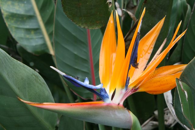 No feathered birds of paradise in the New World but they grow their own