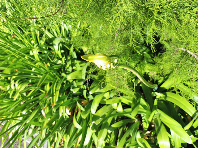 Flor de amor, agapanto o lirio africano (Agapanthus africanus (L.) Hoffmanns.).