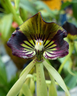 Orchidée coquillage - Orchidée pieuvre - Orchidée noire - Prosthechea cochleata - Encyclia cochleata