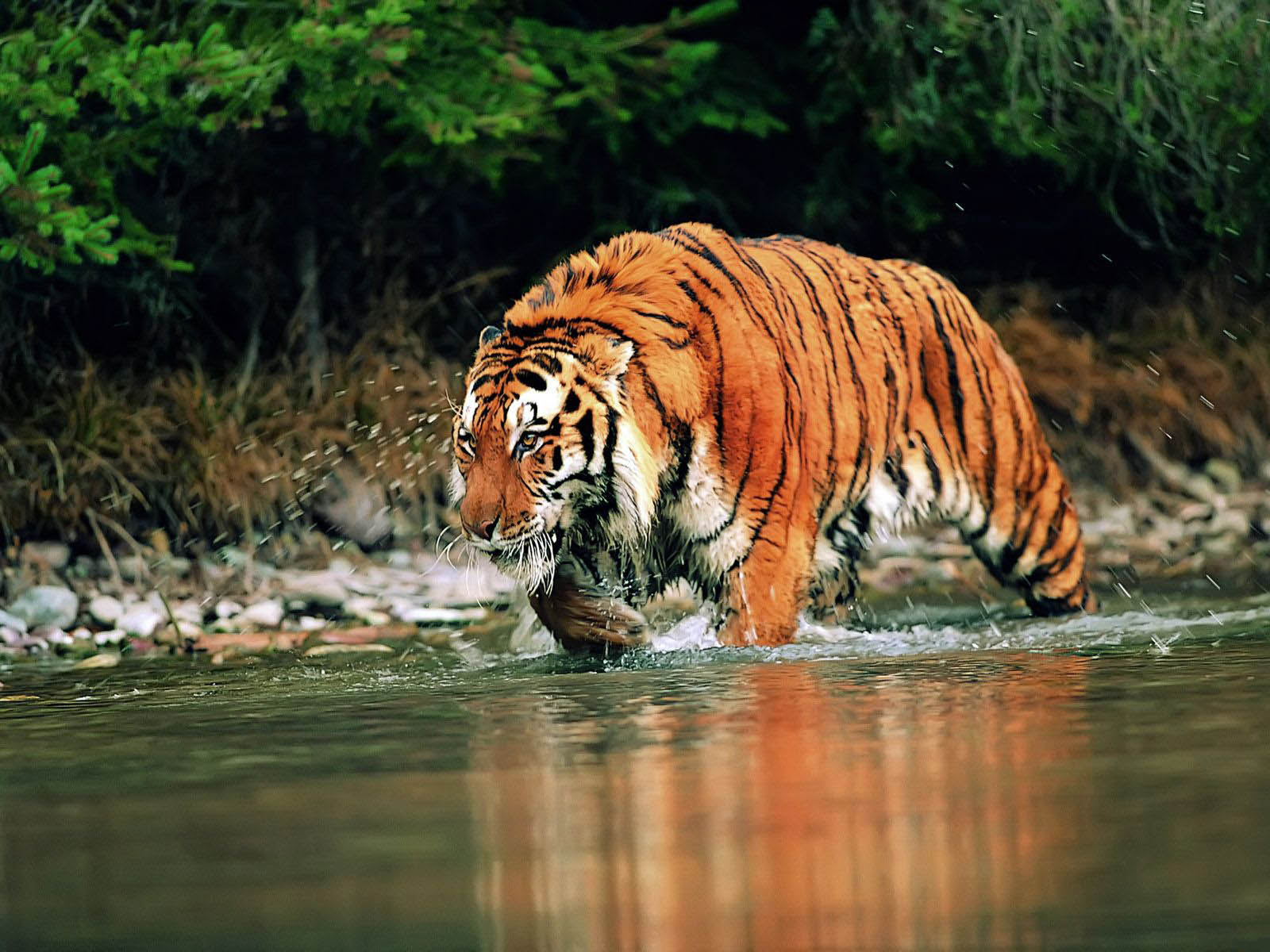 Wallpaper dan Gambar Harimau Berukuran Besar