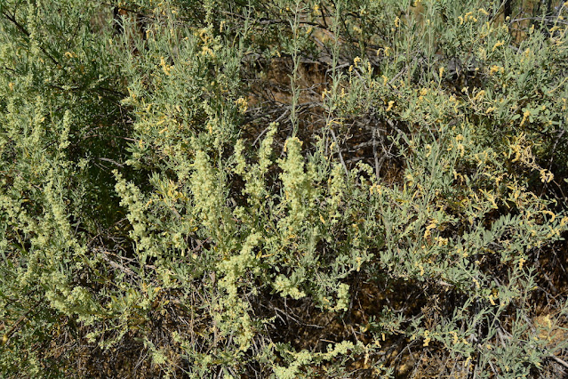 Atriplex canescens