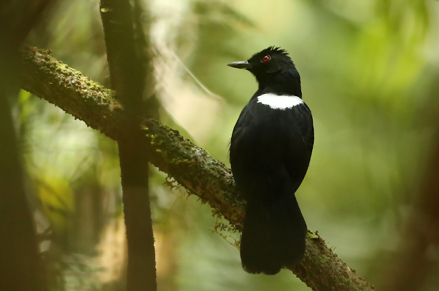 Papa-taoca-de-Pernambuco ameaçado de extinção necessita mais pesquisa para avaliar sua real situação