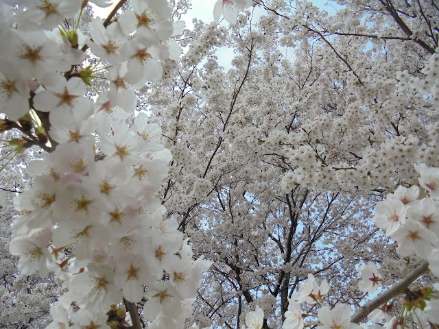 とっとり花回廊の桜の広場のソメイヨシノ桜