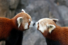 40 Adorable red panda pictures (40 pics), red pandas kissing