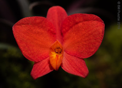 Cattleya acuensis - Acu Cattleya care