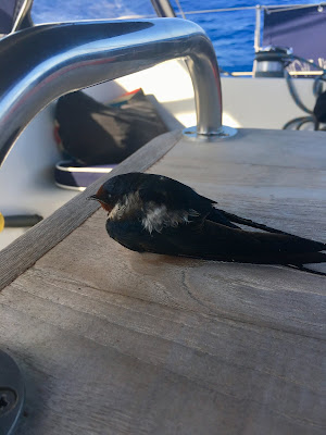 Barn Swallow on yacht