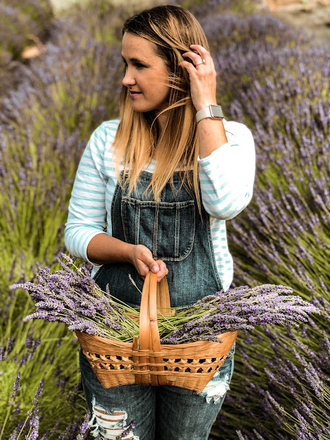 lavender farm