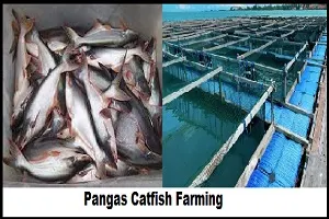 Guide to Pangas Catfish Farming