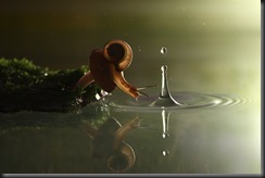 snail