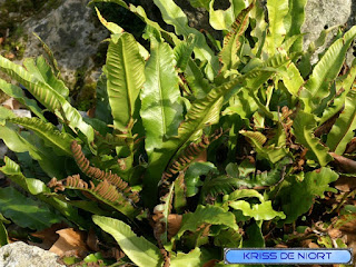 Fougère Scolopendre - Phyllitis scolopendrium