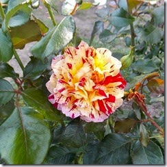 DSCN1028