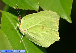 Papillon Citron - Gonepteryx rhamni