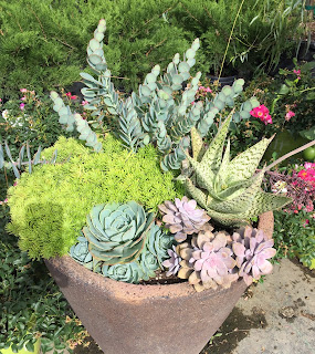 Succulent Pot, Vivero Growers Nursery Austin