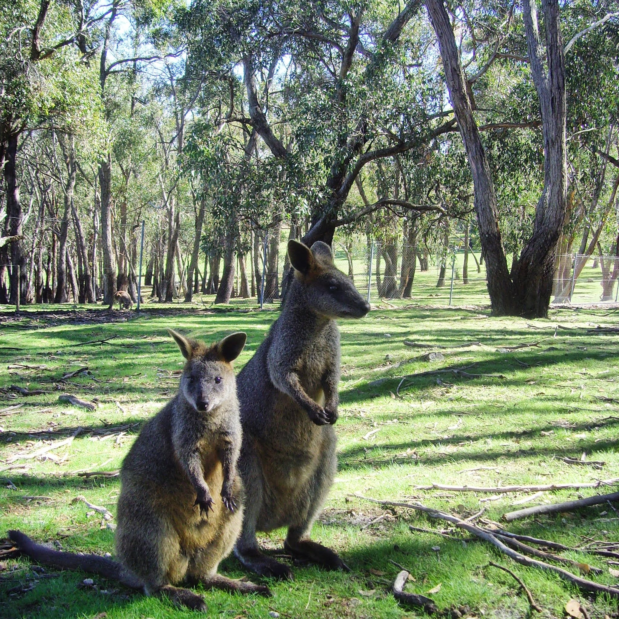 wallabies sitting on grass at cleland wildlife park, it's one of the best things to do in adelaide