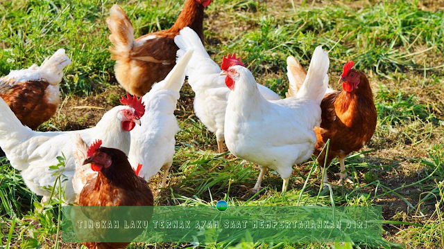 Tingkah Laku Ternak Ayam Saat Mempertahankan Diri