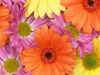 gerberas-de-diferentes-colores