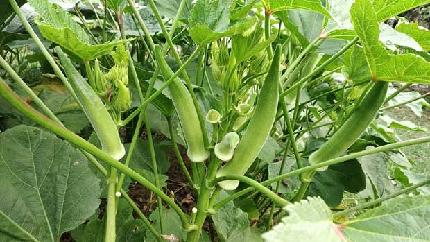 okra in field