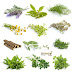 ✔21+ Amazing Names Of Herbs Plants With Pictures