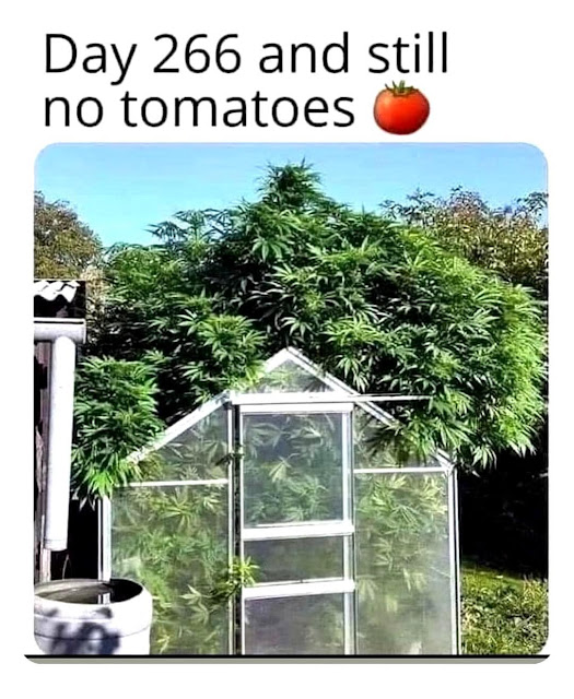 Still no tomatoes..