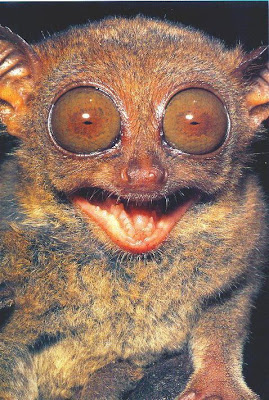 Tarsier