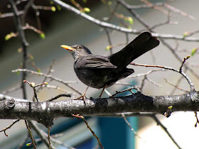 Bird on a tree, piazza della Vittoria, Livorno