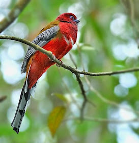 trogon cabeza roja Harpactes eryrthrocephalus