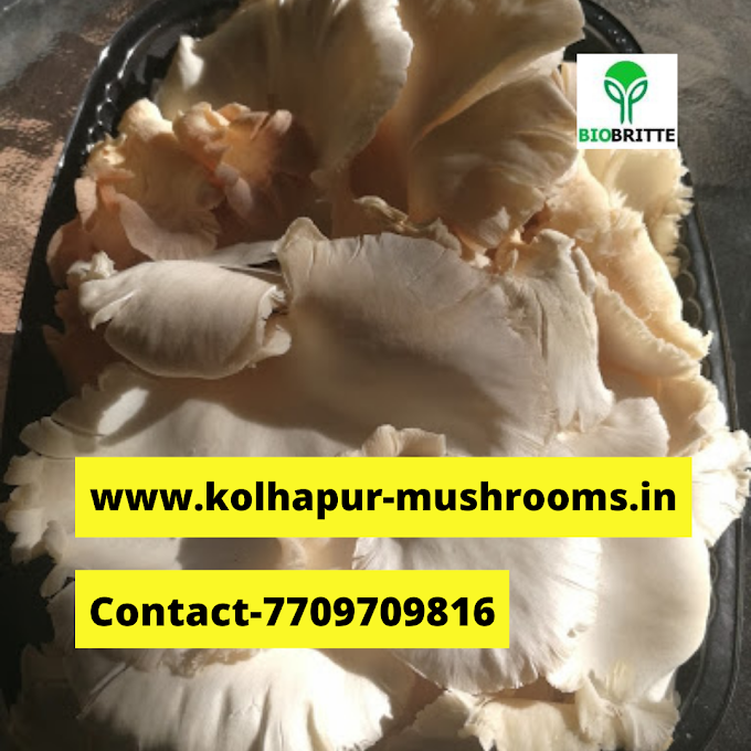 Mushroom cultivation | Mushroom cultivation training | Biobritte mushrooms