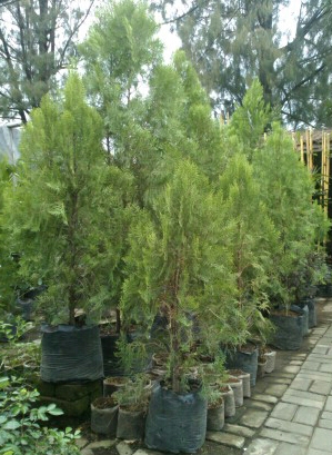 TERAS ALAM: Jual pohon cemara  Harga pohon cemara bonsai 