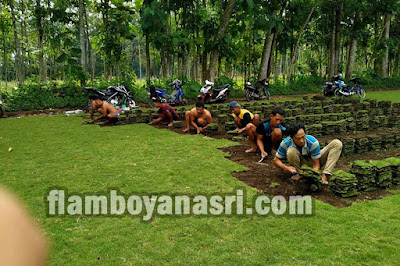 jasa tanam rumput lapangan sepak bola