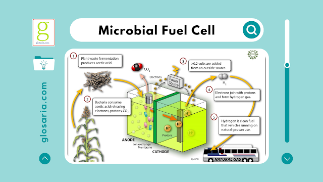 Pengertian Microbial Fuel Cell dan Prinsip Kerjanya