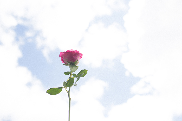 pink rose in front of sky