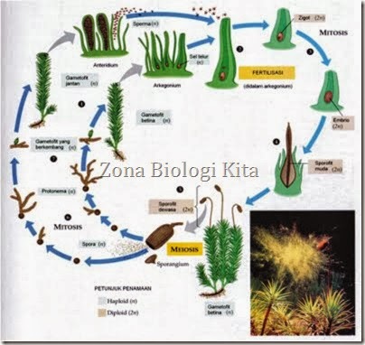 metagensis lumut